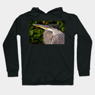 Great Blue Heron up close and personal Hoodie